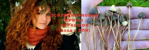 прущие грибы Лабытнанги